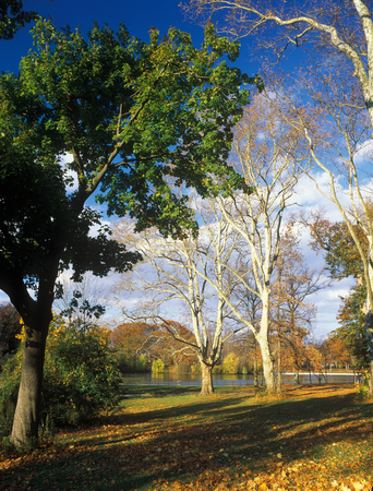 Autumn in the Kissena Park, New York City, USA.の写真素材