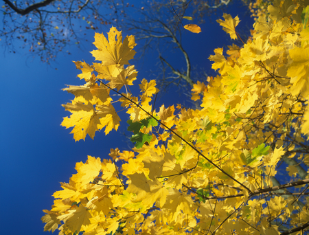 Autumn yellow leaves against a blue sky.の写真素材