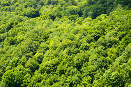 Aerial view of the summer green forest.の写真素材