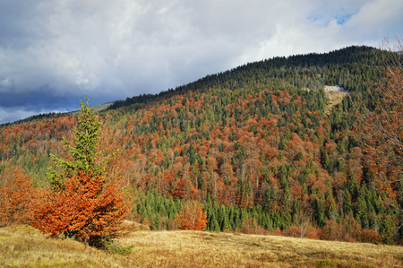 Autumn mountain landscape in Carpathian mountain range, Ukraine.の写真素材