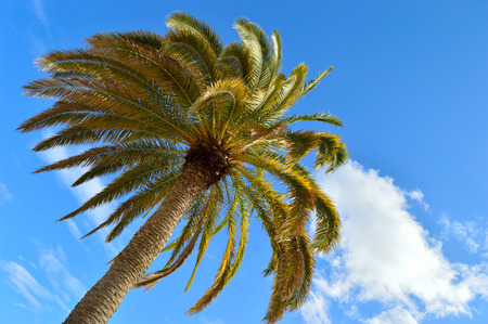 Palm tree against a blue sky.の写真素材