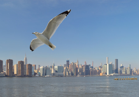 Seagull over a Midtown Manhattan panorama.の写真素材