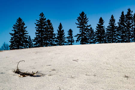 Calm, warm, early Spring landscape of evergreen trees in a snowy park against a clear skyの写真素材