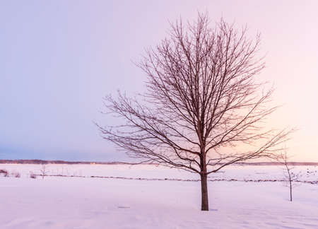Calming winter sunset of a farm tree in a cold, chilly, day of Charlottetown, Prince Edward Island, Canadaの写真素材
