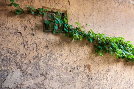 Vine covering an old and rustic window with an adobe wall. Located in Masuleh village, Gilan province, of Iranの写真素材