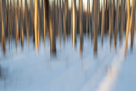 Abstract view of birch forest during winter with a panning gradients of soft blue and warm orange.の写真素材