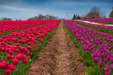 Beautiful and vibrant spring background of red and magenta flowers in a tulip field with a cloudy sky.の写真素材