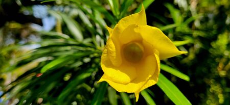 Crisp macro shot of yellow oleander in day light surrounded by green leaves and blue skyの写真素材