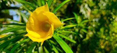 Landscape of yellow Oleander on a sunny day surrounded by green leaves and skyの写真素材