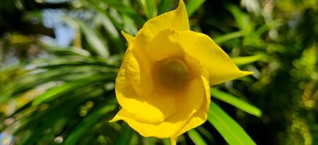 Yellow oleander macro shot in sunlight surrounded by green leafの写真素材