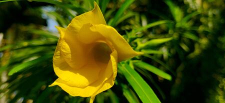 A macro of yellow oleander on a sunny day surrounded by green leavesの写真素材