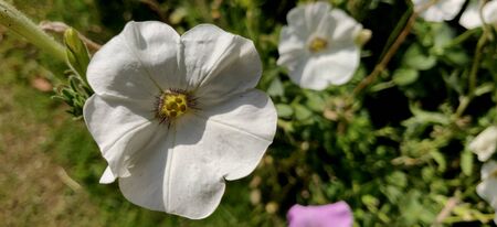 White petunia basking in the sun on a summer in Indiaの写真素材