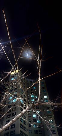 Tree branches in te foreground with lit residential building in night and a bright moon shining proudlyの写真素材