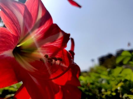 Red striped barbados lily with lens flare in summers in Indiaの写真素材