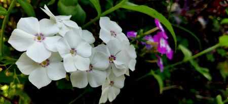 Garden phlox white flowers in a bunch blooming in the summers of Indiaの写真素材