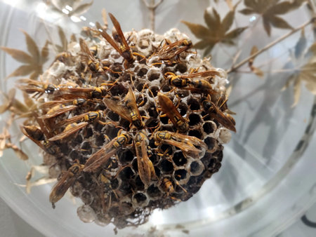Close up of honey bees at work on honeycombs with white backgroundの写真素材
