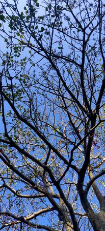 Background texture of tree with red fruit against blue sky during summers of Indiaの写真素材