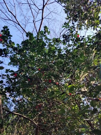 Low angle of tree with green leaves and red flowers in South Koreaの写真素材