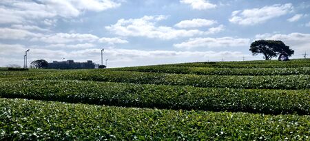 A landscape view from inside the tea garden against clear blue sky in Jeju Island, South Koreaの写真素材