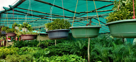 A row of hanging plants among other green plants of different shade and hue in background inside the plant nursery in New Delhi, Indiaの写真素材