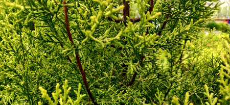Green thuja leaves looking like trees with strong red trunk inside the plant nursery in New Delhi, Indiaの写真素材