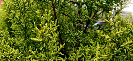 Thuja plants close up with red trunk looking like forest inside the plant nursery in New Delhi, Indiaの写真素材