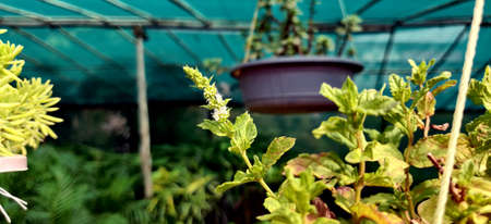 White flower and green leaves of a spearmint and peppermint plant with a hanging pot in the background in a nursery in New Delhi, Indiaの写真素材
