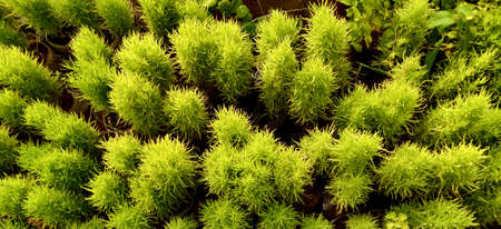 Green Bassia scoparia shrubs and plants from top angle looking like a forest captured with drone inside the plant nursery in New Delhi, Indiaの写真素材