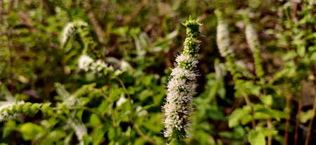 Close up of Apple mint white flower surrounded by green leaves of different shade and hue inside the plant nursery in New Delhi, Indiaの写真素材