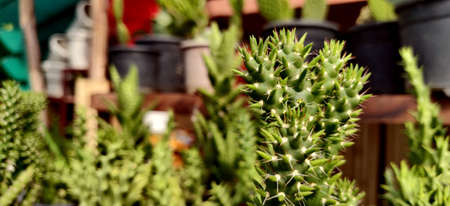 Green Eve's needle cactus close up with various plants in the background inside the plant nursery in New Delhi, Indiaの写真素材