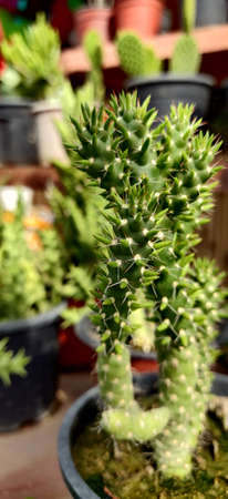 Green Eve's needle cactus in a garden inside the plant nursery in New Delhi, Indiaの写真素材