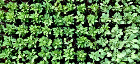 Little green plants stacked neatly in a nursery inside the plant nursery in New Delhi, Indiaの写真素材