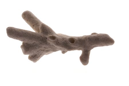 Coral in a backlight isolated on white backgroundの写真素材