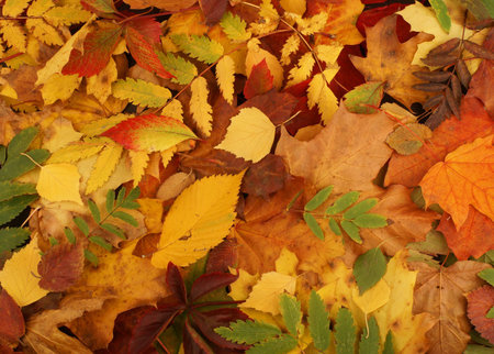 Colorful background of fallen autumn leaves