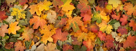Colorful autumn backgroundの写真素材