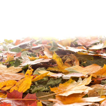 Colorful background of autumn leaves
