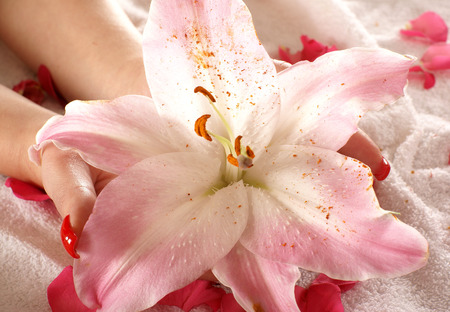 Hands over towel with a lot of rose petalsの写真素材