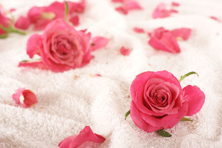 Pink roses over white towelの写真素材
