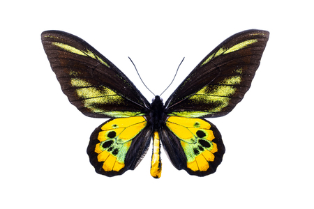 Beautiful colorful butterfly with black and yellow wings isolated on white. Ornithoptera Rothschild's birdwing.の写真素材