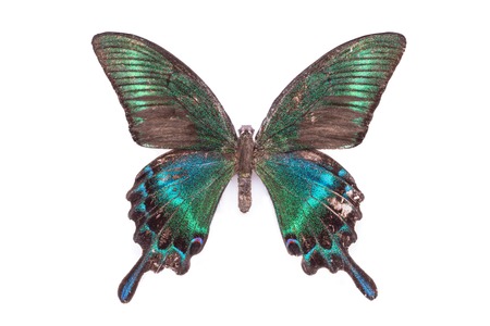 Papilio, Palinuris. Beautiful colorful tailed butterfly with dark cyan wings isolated on white.の写真素材
