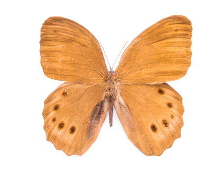Scarce Copper. Beautiful colorful butterfly. Moth isolated on white.の写真素材