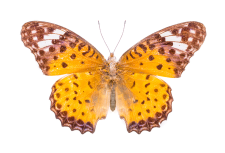 Argynnis hyperbius. Indian Fritillary. Beautiful colorful butterfly. Moth isolated on white.の写真素材