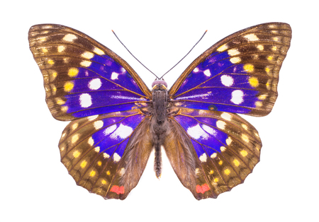 Sasakia charonds, Japan. Beautiful colorful butterfly. Moth isolated on white.の写真素材