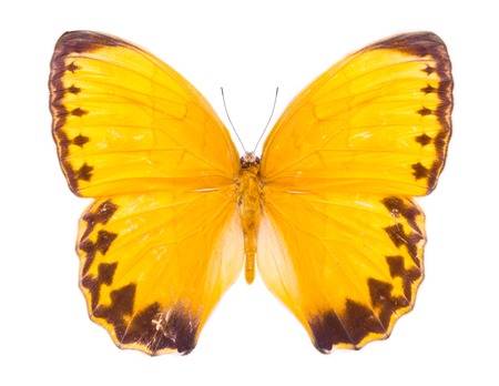 Stichophthalma Louisa. Burmese Junglequeen Siamensis. Beautiful colorful butterfly. Moth isolated on white.の写真素材