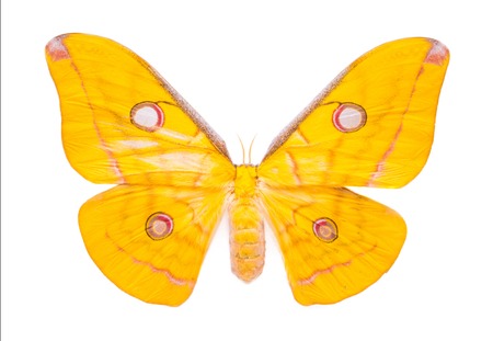 Aphantopus hyperantus. Beautiful colorful butterfly. Moth isolated on white.の写真素材