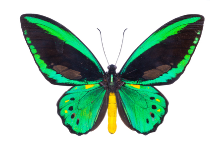 Ornithoptera priamus. Beautiful colorful butterfly. Moth isolated on white.の写真素材