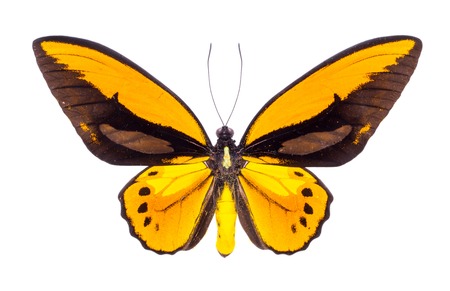 Ornithoptera croesus. Beautiful colorful butterfly. Moth isolated on white.の写真素材
