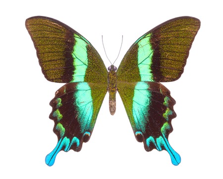 Papilio blumei. Beautiful colorful butterfly. Moth isolated on white.の写真素材