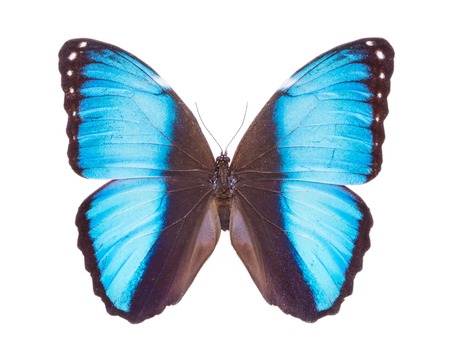 Morpho peleides Beautiful colorful butterfly. Moth isolated on white.の写真素材