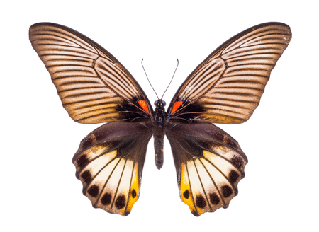 Papilio memnon. Beautiful colorful butterfly. Moth isolated on white.の写真素材